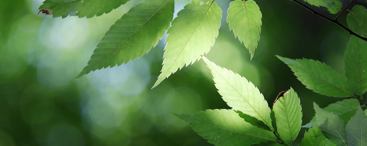 Luontokuva – rauhallinen tausta